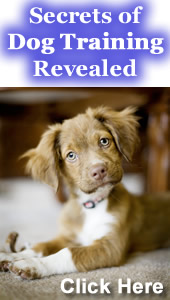 Secrets to Dog Training Revealed!