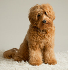 Cherry Lane Labradoodles - Dog Breeders