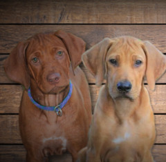 On The Rocks Rhodesian Ridgebacks - Dog Breeders