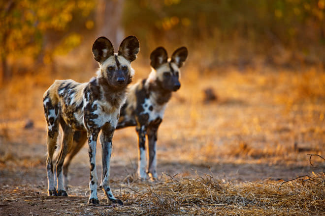 African Wild Dog Dogs and Puppies