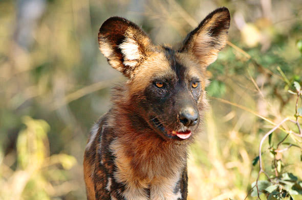 African Wild Dog Dogs and Puppies
