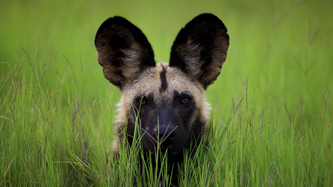 African Wild Dog Dogs and Puppies