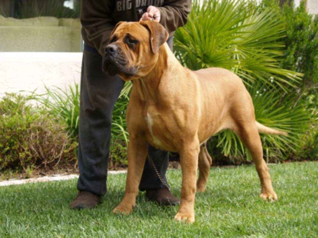 american bandogge mastiff 089 اكتشف الآن ما هي كلاب الماستيف الامريكي 1 اكتشف الآن ما هي كلاب الماستيف الامريكي