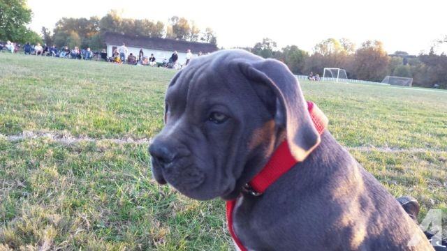 American Bandogge Mastiff Dogs and Puppies