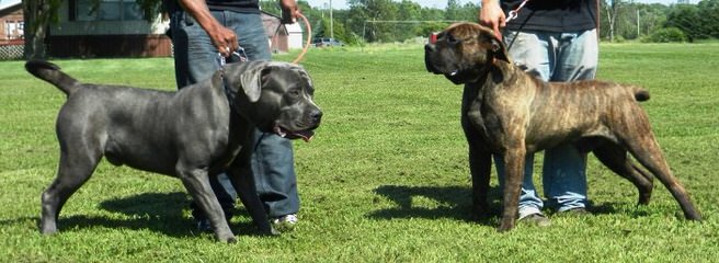 American Bandogges - Dog and Puppy Pictures