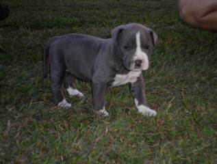 American Bulldog Pups - Dog Breeders