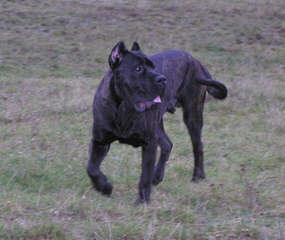 On/Off Bandogs Greece - Dog and Puppy Pictures