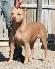 American Bandogge Breeder - Dog Breeders