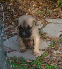 Female Mastibull - Dog Breeders