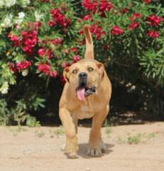 Female Mastibull - Dog Breeders