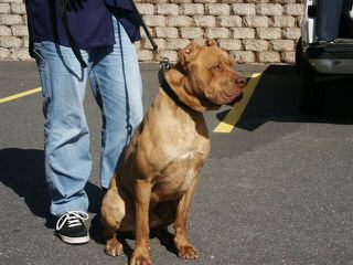 Temples Bandogge Mastiffs - Dog Breeders