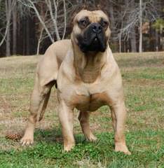 Female Mastibull - Dog and Puppy Pictures