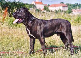 Blackdoglodge - Dog Breeders