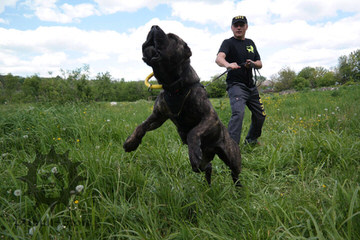 Temples Bandogge Mastiffs - Dog and Puppy Pictures