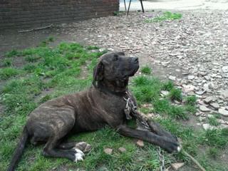 On/Off Bandogs Greece - Dog Breeders