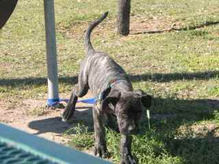 Night Watchman Kennels - Dog and Puppy Pictures