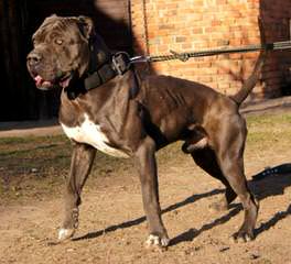 Female Mastibull - Dog Breeders