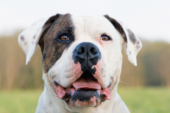 American Bulldog Dogs and Puppies