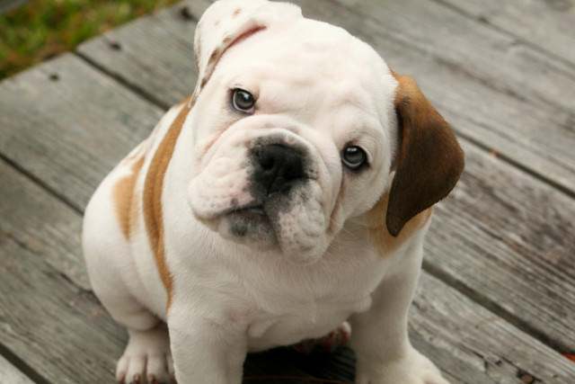 American Bulldog Dogs and Puppies