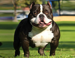 Alapaha Bulldog Stud - Dog and Puppy Pictures