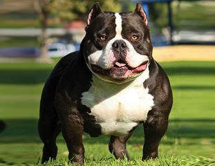 China’s American Bulldog Puppies - Dog Breeders