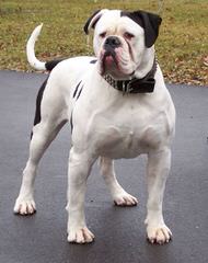 American Bulldog X American Staffs – Herts - Dog Breeders