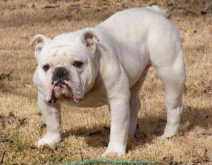 American Bulldog Pups - Dog Breeders