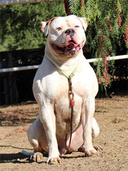 West Tenn Bullies - Dog Breeders