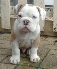 Beautiful Male Abd For Studding - Dog Breeders