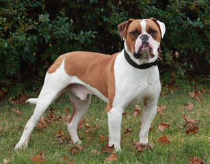 Ruby’s American Bulldogs - Dog Breeders