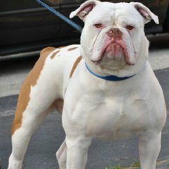 Browns Creek American Bulldogs - Dog Breeders