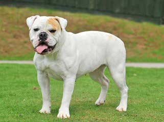 Alapaha Bulldog Stud - Dog Breeders