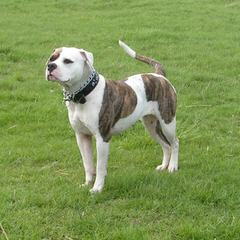 American Bulldog Puppy Dogs - Dog Breeders