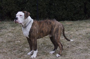 Blue Collar American Bulldogs - Dog Breeders