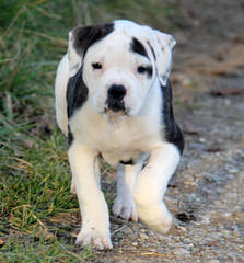 Ado-Beg American Bulldogs - Dog and Puppy Pictures