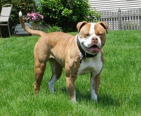 Big Julian Jays American Bulldogs - Dog Breeders