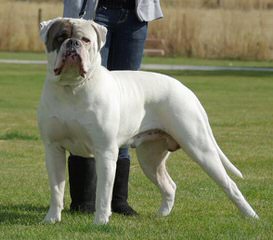 American Bulldog - Dog and Puppy Pictures