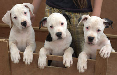 China’s American Bulldog Puppies - Dog and Puppy Pictures