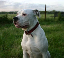 American Bulldog - Dog Breeders