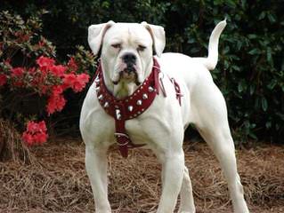 Big Julian Jays American Bulldogs - Dog Breeders