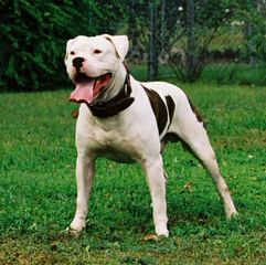 Stapleton\’s American Bulldogs - Dog Breeders