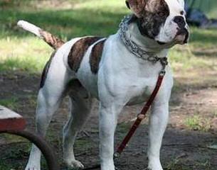 Blue Collar American Bulldogs - Dog Breeders