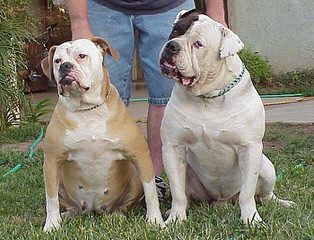 Gittinger’s Bulldogs - Dog and Puppy Pictures