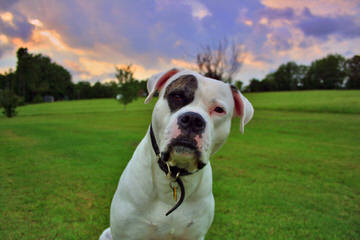 Old Southern Bulldogs - Dog and Puppy Pictures