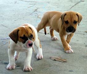 American Bulldog - Dog and Puppy Pictures