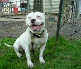 Exotic Boerboel - Dog Breeders