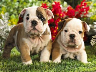 Alarics American Bulldogs - Dog Breeders