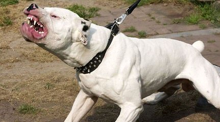 Championship Line American Bulldog Puppies - Dog Breeders