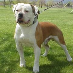 American Bulldog Puppy - Dog Breeders