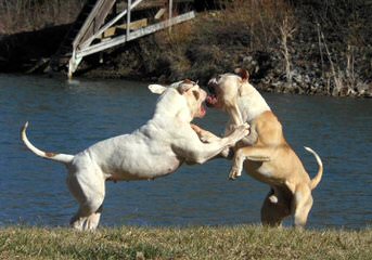 Mccabe’s American Bulldogs - Dog and Puppy Pictures